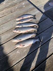 had a great time, great guide, and we got our limits!