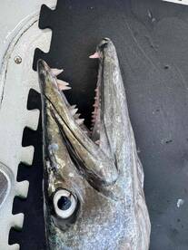 Great trip with fantastic Capt and crew