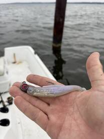 Successful fun morning of fishing