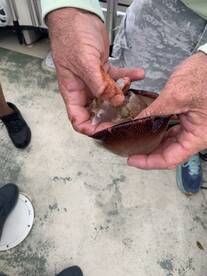 Captain Billy Baxley 