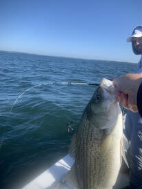 Captain Chip knows his stuff.