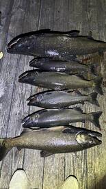 Black Wolf is the best