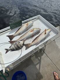 Skillful and professional