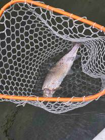 super awesome captain, Chris was great!