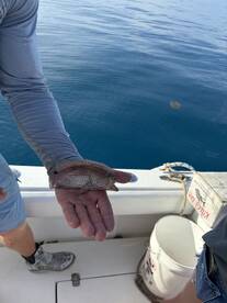 Awesome time and we caught plenty of fish.   