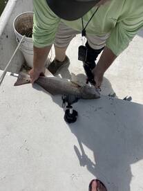 Great Trip will do it again