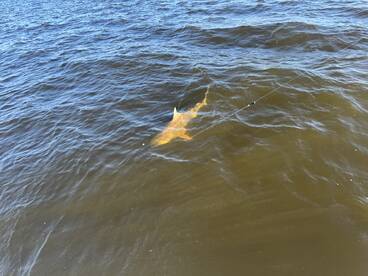 Very Professional, knowledgeable and friendly experience