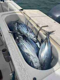 Best Experience Fish