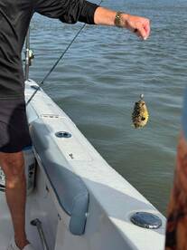 Rain or Shine, Captain Eaves Delivers a GREAT Day!