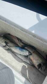 Fantastic 4-Hour Inshore Trip with Captain Doug!