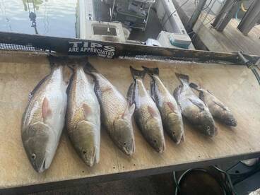 We caught our limit on red fish and caught 3 black drum. 2 keepers and one we had to release because it was to big. (50 lbs+)