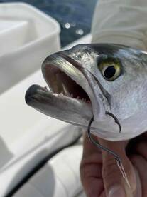 Book it!! Will is a amazing captain! 