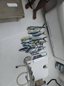 Always a good morning on Nauti Dreams