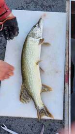 Great Day Outside with Fish Jumping on our hooks