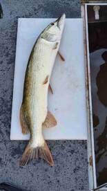 Great Day Outside with Fish Jumping on our hooks