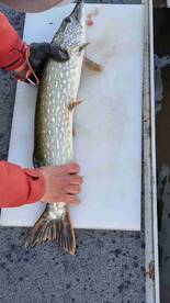 Great Day Outside with Fish Jumping on our hooks