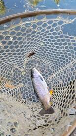 Trout fishing near the beautiful Rockies