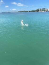 Booked to catch a tarpon, caught a monster tarpon