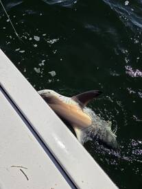 Awesome Awesome Awesome 