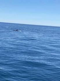 catching fish an watching dolphins