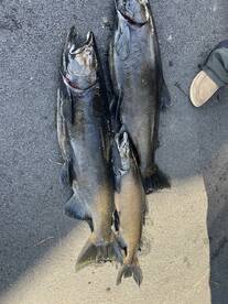 First time fishing for salmon