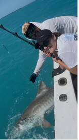 10 Foot Tiger Shark 