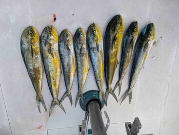 mahi mahi for days