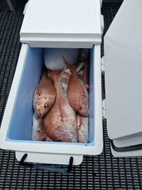 Snapperville Pulls Up Big Catch