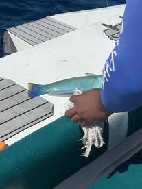 fishing out of nassau