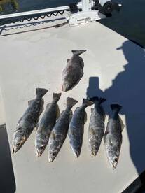 Great outings with Capt Jason!