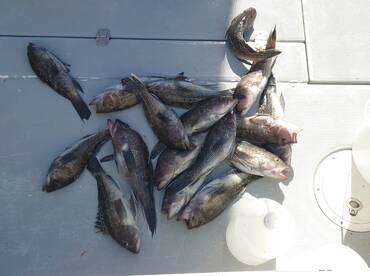 Great Charter Fishing