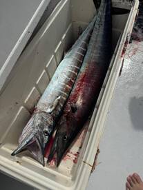 Slaying Wahoo with Paso Largo Fishing Charters!