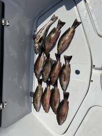 Captain was 5 stars and fishing was awesome 