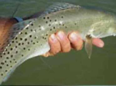 Great Captain and boat!