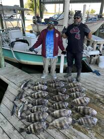 Big Sheepshead
