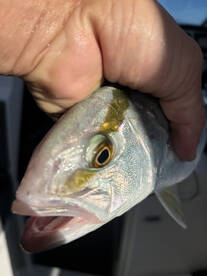 October fishing trip