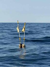 tile & black belly rosa 