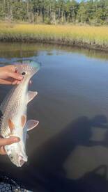 Fly Guys fishing Charter delivered on everything He said. 36” Redfish, about 35 fish of 3 species.
