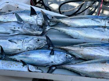 Put us on fish immediately