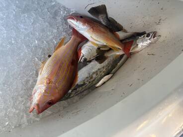 Captain Shane is fantastic 