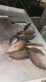 honeymoon fishing trip