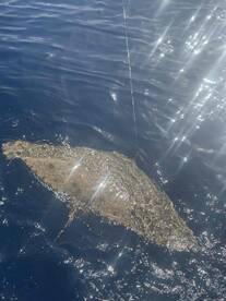 Großer Butterfly-Stingray