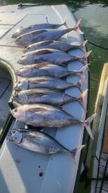 Blackfin Tuna for the W