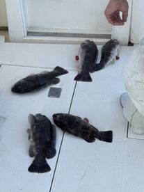 pic of the blackfish 