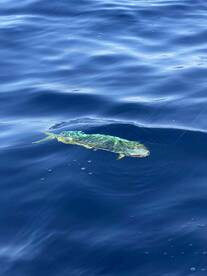 Low stress, productive, effective fishing at its best.