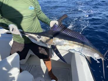 Huge Blue Marlin and Stripe Marlin