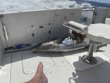 top catch.. big Blue Marlin outside season