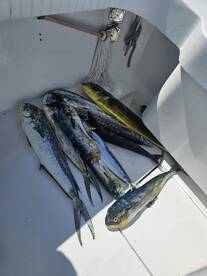 Fishing Is Not Catching \u2013 and the Ocean Demands Respect