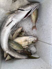 Enjoyable trip with plenty of fish