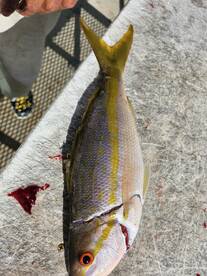 Capt Craig was absolutely perfect!!!